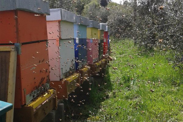 Local Tuscan Honey and Pollen  - Villa Guarnaschelli