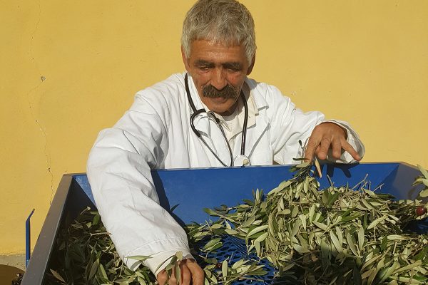 Olive harvest in Tuscany  - Villa Guarnaschelli