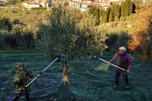 Agritourisme en Toscane -  récolte d'olives en Toscane