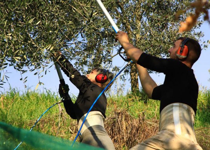 Agritourisme en Toscane -  récolte d'olives en Toscane