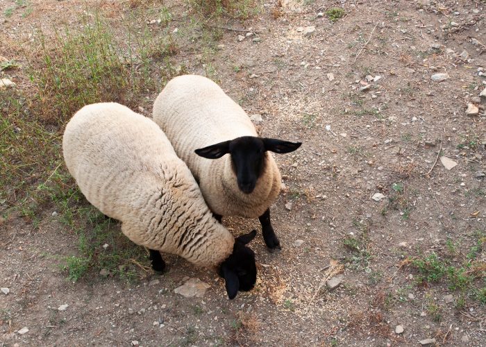 villa-guarnaschelli-pecore