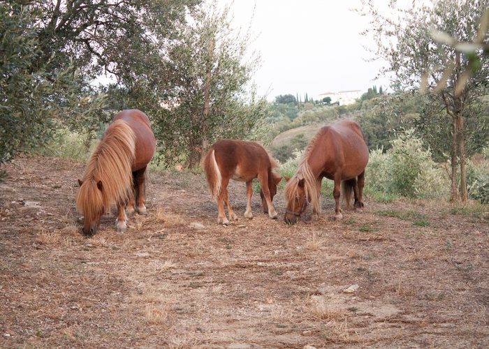 Agriturismo in der Toskana Villa Guarnaschelli - Pony