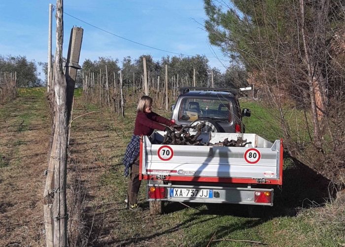 Lavori In Vigna, Vendemmia e Lavori In Cantina (11)