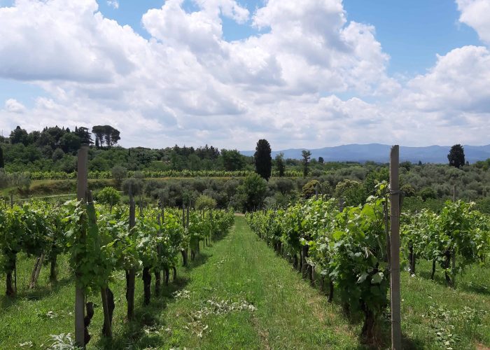 Lavori In Vigna, Vendemmia e Lavori In Cantina (18)