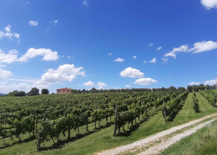 Lavori In Vigna, Vendemmia e Lavori In Cantina (20)