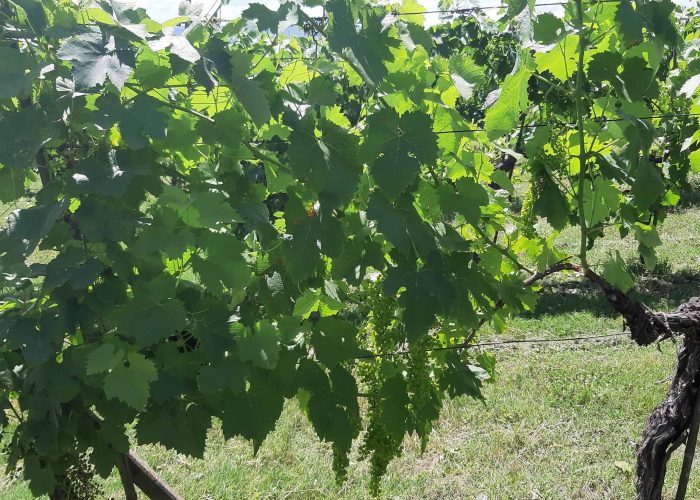 Lavori In Vigna, Vendemmia e Lavori In Cantina (21)