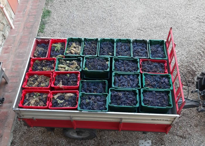 Lavori In Vigna, Vendemmia e Lavori In Cantina (25)