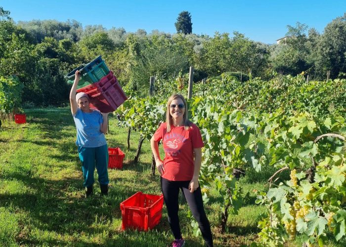 Lavori In Vigna, Vendemmia e Lavori In Cantina (51)