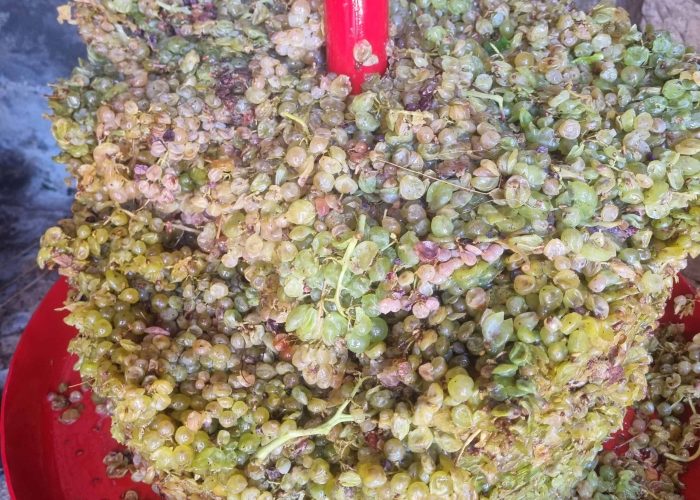 Lavori In Vigna, Vendemmia e Lavori In Cantina (52)