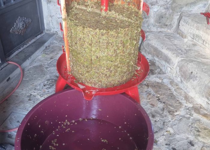 Lavori In Vigna, Vendemmia e Lavori In Cantina (53)