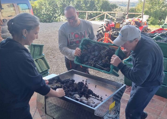Lavori In Vigna, Vendemmia e Lavori In Cantina (58)