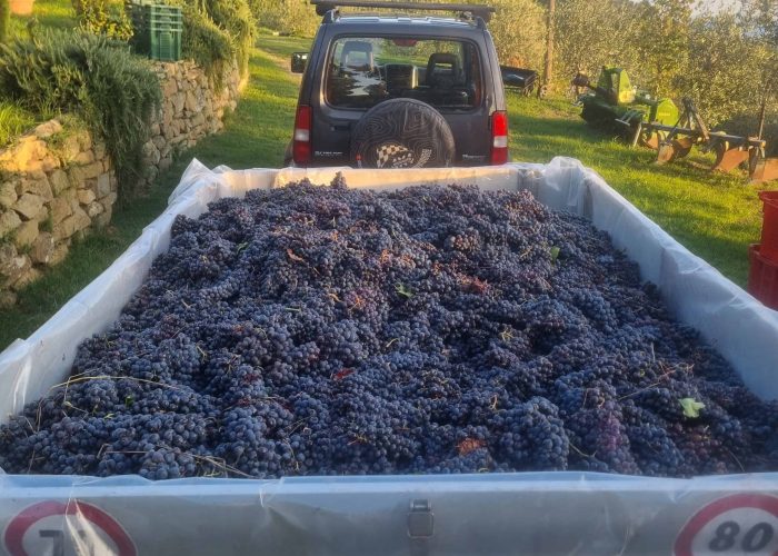 Lavori In Vigna, Vendemmia e Lavori In Cantina (62)