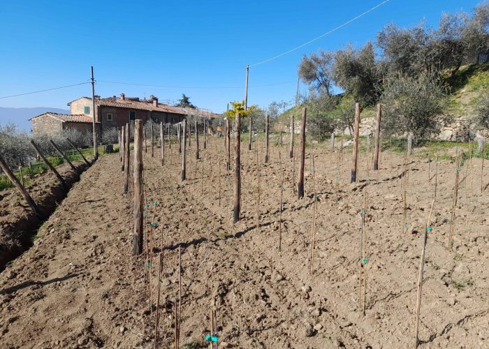 Lavori In Vigna, Vendemmia e Lavori In Cantina (7)